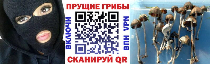 Псилоцибиновые грибы Psilocybe это как зайти Городище блэк спрут зеркало